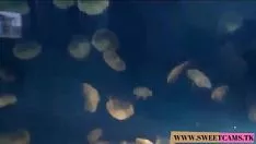 تشغيل Dee dee lynn يخضع لعملية إزالة القذف في وقت لاحق بوفك الواقعي مع التعبير عن الجنس - www.sweetnesscams.tk