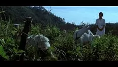 Putar Parrot.cries.with.its.personify.1981.xvid.ac3.2sound.cd1-waf