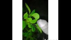 播放 德克萨斯的幽灵(《我们在德克萨斯一路走好》的更长版本和谐地唱)
